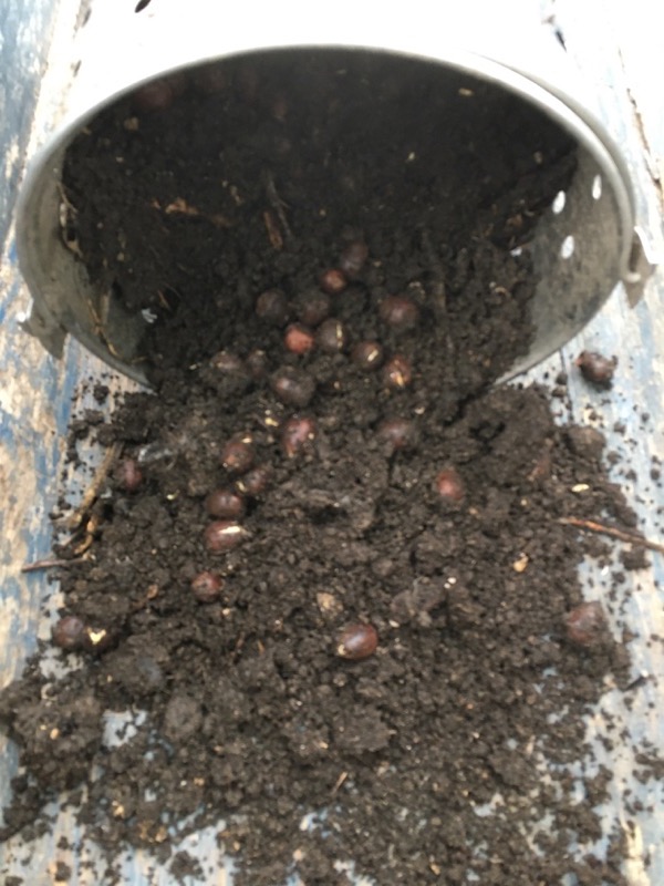 Cold statified acorns ready for seedbed